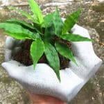 Hand Palm Silicone Planter Molds-11